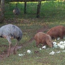 Nandu (Greater Rhea) and Carpinchos (Capybaras) in the Itaibu Zoo